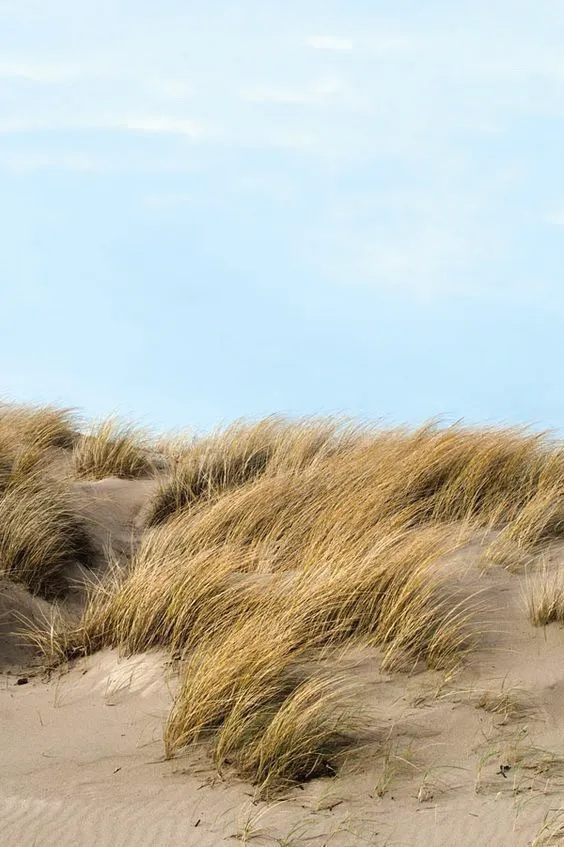 Dune grass against a pale summer sky